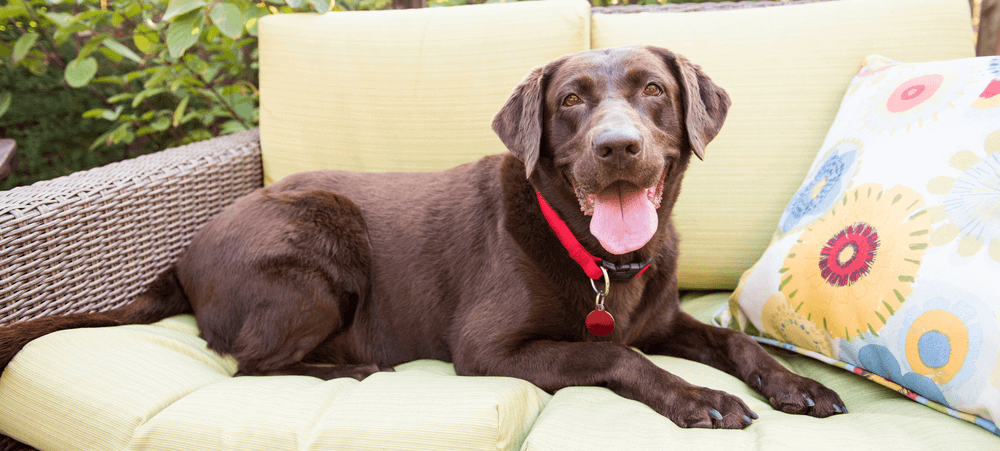 Chocolate Labrador sitting on a sofa