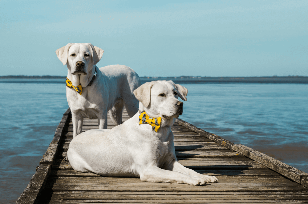 White Labs
